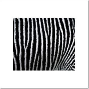 Zebra Stripe Pattern Posters and Art